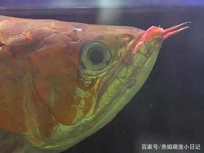 龍魚麻醉后恢復(fù)不過來,翻身怎么辦呀：龍魚麻醉后恢復(fù)困難 龍魚百科 第3張