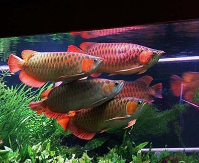 紅金龍魚和什么魚一起養(yǎng)比較好：紅金龍魚和紅金龍魚一起養(yǎng)紅金龍魚的飼養(yǎng)注意事項 龍魚百科 第2張