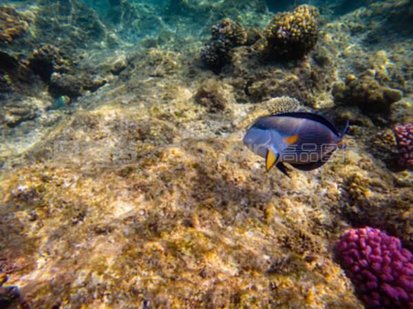 龍魚浮水面游：龍魚浮水面游是什么原因