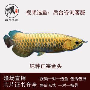 古典龍魚價格多少錢一條：2018年4月28日龍魚價格走勢