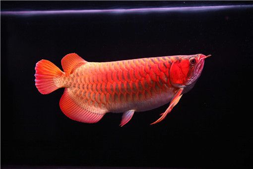 紅龍魚怎么買便宜：紅龍魚價格一般多少錢一條