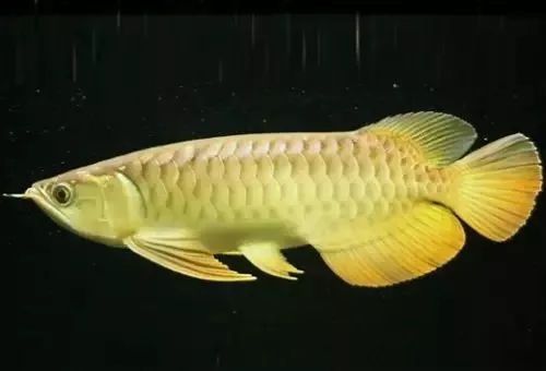 龍魚過背高背b過圖：過背金龍魚和高背金龍魚的區(qū)別 龍魚百科 第3張