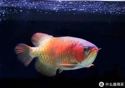 皇冠九間魚能跟龍魚混養(yǎng)嗎：皇冠九間魚可以與什么魚混養(yǎng)