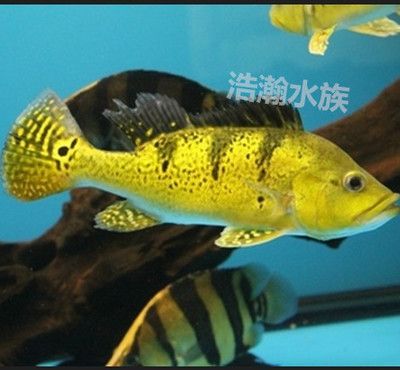 龍魚混養(yǎng)配魚一對,其他要隔離嗎：龍魚混養(yǎng)時(shí)需要隔離嗎？ 龍魚百科 第3張