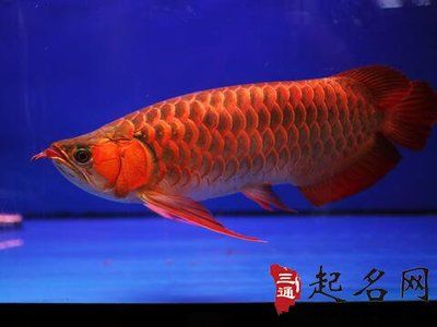 家里養(yǎng)紅龍魚好嗎風(fēng)水好嗎：養(yǎng)紅龍魚的風(fēng)水講究紅龍魚的風(fēng)水作用與講究,紅龍魚風(fēng)水作用與講究