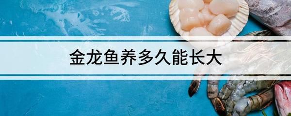 金龍魚為什么要美容養(yǎng)護(hù)：為什么要給金龍魚“美容”？ 龍魚百科 第3張