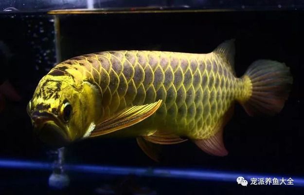 龍魚(yú)橫著游：龍魚(yú)橫著游可能是因?yàn)榄h(huán)境因素引起的，可能是因?yàn)榄h(huán)境因素引起的