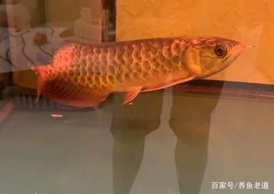 金龍魚(yú)開(kāi)燈就趴缸怎么辦？：金龍魚(yú)開(kāi)燈就趴缸怎么辦