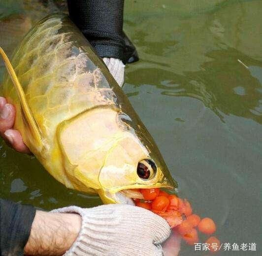 龍魚(yú)孵化小魚(yú)過(guò)程視頻：龍魚(yú)產(chǎn)卵孵化的全過(guò)程，沒(méi)見(jiàn)過(guò)的快來(lái)長(zhǎng)長(zhǎng)見(jiàn)識(shí)吧