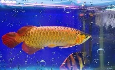 金龍魚(yú)大口呼吸怎么辦?。航瘕堲~(yú)大口呼吸怎么辦