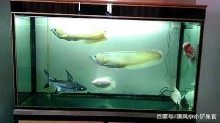 混養(yǎng)龍魚會一直打架嗎為什么：混養(yǎng)龍魚會打架嗎