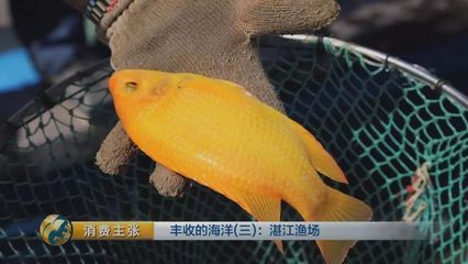 紅龍魚的視頻：紅龍魚的飼養(yǎng)方式