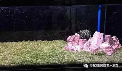 龍魚浮在水面不動怎么辦：龍魚呆在水面不動怎么辦