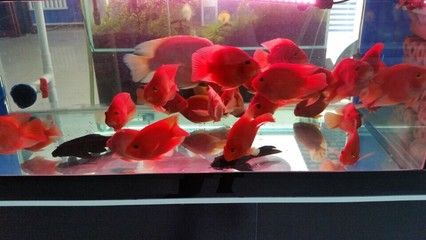 紅龍魚(yú)蒙眼是什么原因引起的視頻：紅龍魚(yú)蒙眼怎么辦