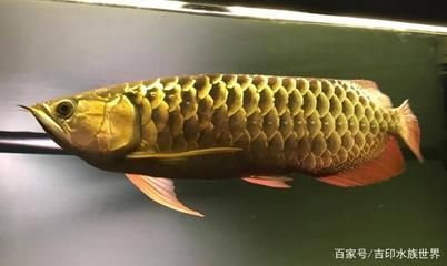 金龍魚水質(zhì)硬度標(biāo)準(zhǔn)：關(guān)于金龍魚飼養(yǎng)水質(zhì)的問題 龍魚百科 第3張