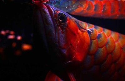 紅龍魚小時(shí)候用什么背景：紅龍魚的飼養(yǎng)方法 龍魚百科 第1張