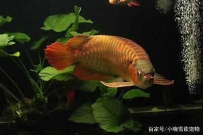 紅龍魚怎么挑選好的：2019-02]02]02]02-02]02]02 龍魚百科 第3張