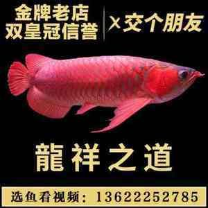 紅龍魚活體魚怎么喂養(yǎng)視頻：紅龍魚怎么養(yǎng)紅龍魚的正確飼養(yǎng)方法