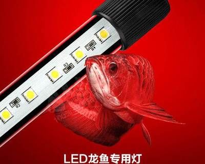 龍魚(yú)能用led燈嗎怎么用：led燈在養(yǎng)魚(yú)中的應(yīng)用