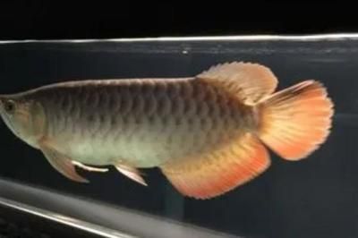 龍魚(yú)呼吸急促有點(diǎn)浮頭怎么回事：龍魚(yú)呼吸急促和浮頭可能是由多種原因引起的