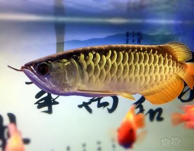 金龍魚被吃：金龍魚的生存現(xiàn)狀