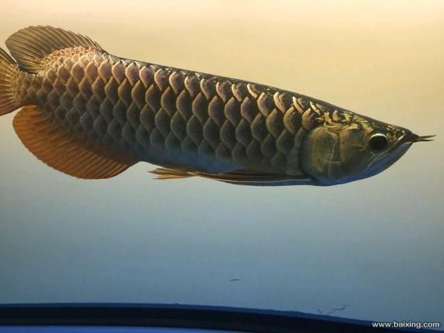 龍魚芯片查不到 要輸入進去才能查到：龍魚芯片怎么查詢 龍魚百科 第3張