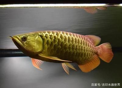 龍魚(yú)眼上有一小塊白膜是什么原因：龍魚(yú)眼上出現(xiàn)白膜怎么辦