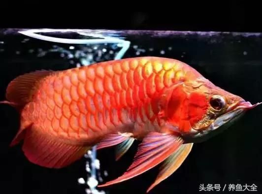 龍魚斜眼怎么治療最好：龍魚掉眼或蒙眼是龍魚眼部疾病的主要原因是治療方法