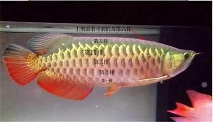 金龍魚(yú)多久能發(fā)色?。宏P(guān)于金龍魚(yú)發(fā)色的問(wèn)題