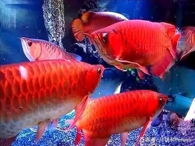 羅漢魚龍魚混養(yǎng)：羅漢魚和龍魚混養(yǎng)的注意事項 龍魚百科 第2張