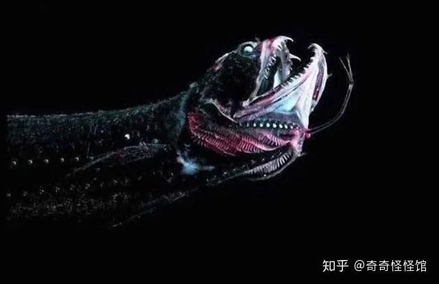 龍魚長(zhǎng)什么樣子：龍魚的分類和特點(diǎn) 龍魚百科 第2張