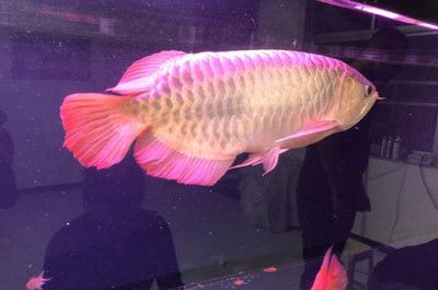 麥肯斯銀版魚(yú)批發(fā)：如何選擇麥肯斯銀版魚(yú) 龍魚(yú)百科 第1張