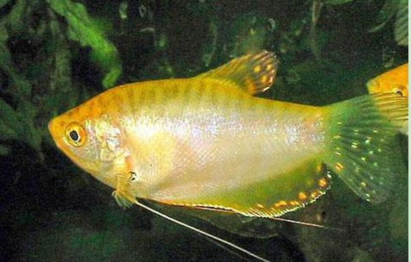 麥肯斯銀版魚(yú)批發(fā)：如何選擇麥肯斯銀版魚(yú) 龍魚(yú)百科 第3張