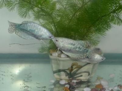 麥肯斯銀版魚(yú)批發(fā)：如何選擇麥肯斯銀版魚(yú) 龍魚(yú)百科 第2張