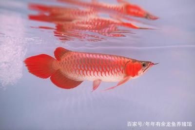 十大紅龍魚品牌排名榜：十大紅龍魚品牌