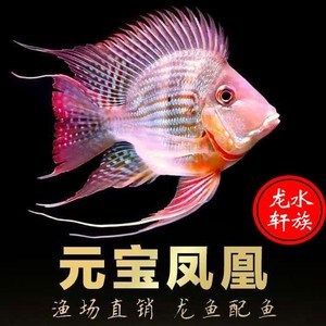 熱帶魚魚苗批發(fā)批發(fā)：關(guān)于熱帶魚魚苗批發(fā)及貨源基地的一些信息僅供參考