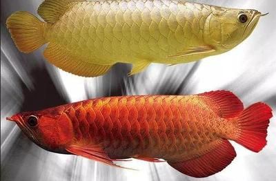 最貴金龍魚排行榜最新：2018最貴金龍魚排行榜 龍魚百科 第4張