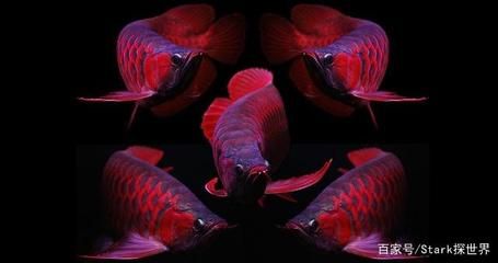 印尼血紅龍魚(yú)為什么這么貴呀視頻：為什么印尼血紅龍魚(yú)價(jià)格昂貴？