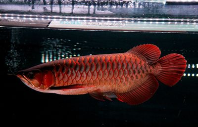 天王紅龍魚(yú)怎么樣：天王紅龍魚(yú)具有獨(dú)特的魅力和特點(diǎn)，天王紅龍魚(yú)品質(zhì)如何