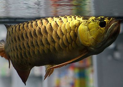 三巴旺龍魚(yú)：三巴旺龍魚(yú)不僅具有觀賞價(jià)值還是文化和商業(yè)中的重要元素 龍魚(yú)百科 第3張