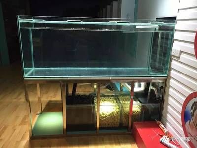 養(yǎng)龍魚用上過濾可以嗎：養(yǎng)龍魚可以使用上過濾器嗎？ 龍魚百科 第3張