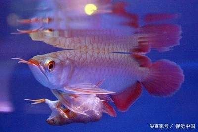 水流大對(duì)龍魚有影響嗎：水流大對(duì)龍魚有影響嗎，水流對(duì)龍魚的健康有影響嗎 龍魚百科 第3張