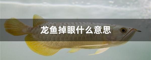 如何預防龍魚掉眼球：如何預防龍魚掉眼？