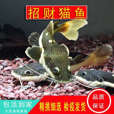 龍魚有紅旮瘩：龍魚身上出現(xiàn)紅點(diǎn)或紅旮瘩可能是多種原因引起的