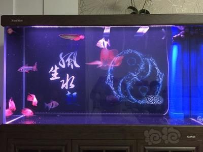 新缸養(yǎng)龍魚應(yīng)注意事項有哪些：養(yǎng)龍魚的注意事項 龍魚百科 第2張