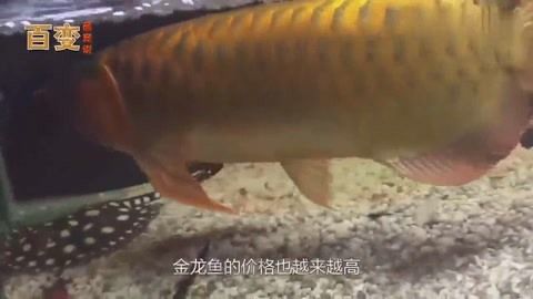 龍魚用什么燈管比較好看：如何選擇適合龍魚的燈管