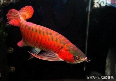 最貴的血紅龍魚是什么魚?。菏澜缟献钯F的血紅龍魚在2004年被拍賣出60萬美元