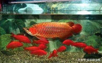 哪些魚(yú)可以跟龍魚(yú)混養(yǎng)：如何選擇適合與龍魚(yú)混養(yǎng)的魚(yú)類(lèi) 龍魚(yú)百科 第3張