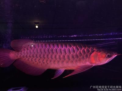 印尼超血紅龍魚睡覺：關(guān)于印尼超血紅龍魚睡覺的問題