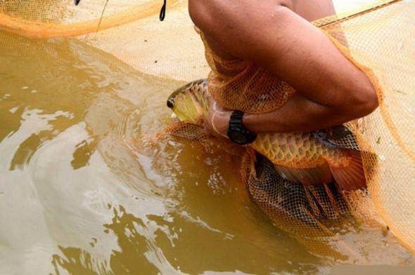 哪里有野生金龍魚：野生金龍魚的價值與風(fēng)險 龍魚百科 第2張